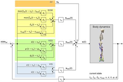 A sensorimotor enhanced neuromusculoskeletal model for simulating postural control of upright standing